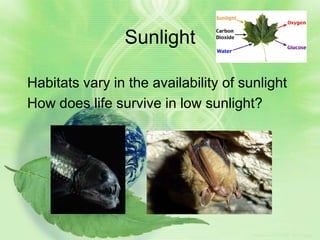 Sunlight

Habitats vary in the availability of sunlight
How does life survive in low sunlight?




                                       Predation, special adaptations
 