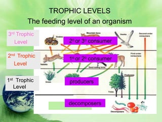 TROPHIC LEVELS
        The feeding level of an organism
3rd Trophic
   Level            2o or 3o consumer

2nd Trophic         1o or 2o consumer
  Level


1st Trophic         producers
   Level


                    decomposers
 