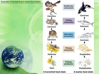 Examples of terrestrial and marine food chains
 
