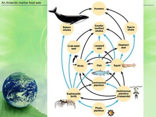 An Antarctic marine food web
 