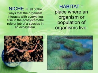 NICHE = all of the             HABITAT =
  ways that the organism      place where an
 interacts with everything      organism or
else in the ecosystem-the
role or job of a species in    population of
      an ecosystem.           organisms live.
 