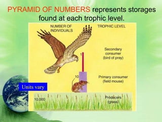 PYRAMID OF NUMBERS represents storages
       found at each trophic level.




   Units vary
 