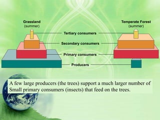 Grassland                                    Temperate Forest
      (summer)                                        (summer)

                         Tertiary consumers

                       Secondary consumers


                        Primary consumers

                             Producers




A few large producers (the trees) support a much larger number of
Small primary consumers (insects) that feed on the trees.
 