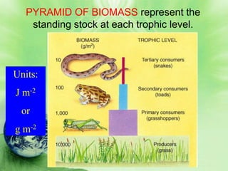 PYRAMID OF BIOMASS represent the
    standing stock at each trophic level.



Units:
J m-2
 or
g m-2
 