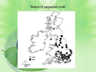 Ratios of peppered moth
 