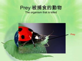 Prey 被捕食的動物
 The organism that is killed




                               Prey
 