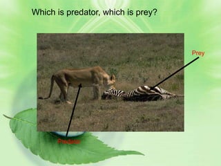 Which is predator, which is prey?



                                    Prey




      Predator
 