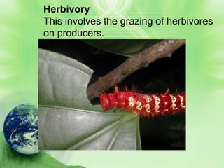 Herbivory
This involves the grazing of herbivores
on producers.
 