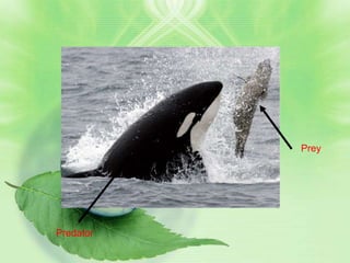 Prey




Predator
 