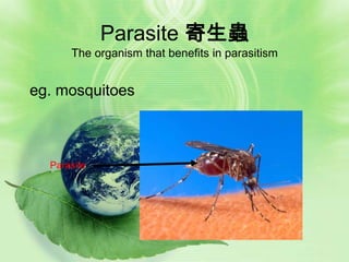 Parasite 寄生蟲
      The organism that benefits in parasitism


eg. mosquitoes



  Parasite
 