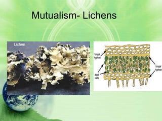 Mutualism- Lichens
 