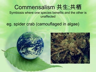 Commensalism 共生;共栖
 Symbiosis where one species benefits and the other is
                     unaffected

eg. spider crab (camouflaged in algae)
 