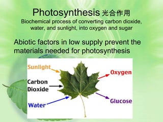 Photosynthesis 光合作用
  Biochemical process of converting carbon dioxide,
      water, and sunlight, into oxygen and sugar

Abiotic factors in low supply prevent the
materials needed for photosynthesis
 