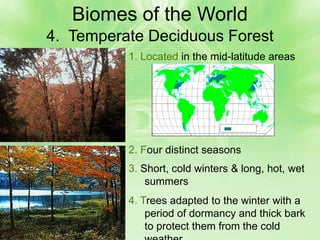 Biomes of the World
4. Temperate Deciduous Forest
          1. Located in the mid-latitude areas




          2. Four distinct seasons
          3. Short, cold winters & long, hot, wet
              summers
          4. Trees adapted to the winter with a
              period of dormancy and thick bark
              to protect them from the cold
 