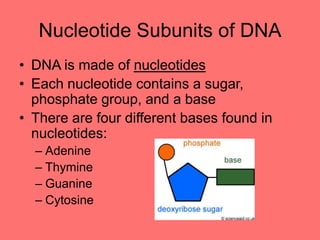 Nucleotide Subunits of DNA
• DNA is made of nucleotides
• Each nucleotide contains a sugar,
phosphate group, and a base
• There are four different bases found in
nucleotides:
– Adenine
– Thymine
– Guanine
– Cytosine
 