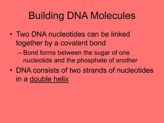 Building DNA Molecules
• Two DNA nucleotides can be linked
together by a covalent bond
– Bond forms between the sugar of one
nucleotide and the phosphate of another
• DNA consists of two strands of nucleotides
in a double helix
 