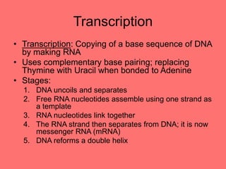Transcription
• Transcription: Copying of a base sequence of DNA
by making RNA
• Uses complementary base pairing; replacing
Thymine with Uracil when bonded to Adenine
• Stages:
1. DNA uncoils and separates
2. Free RNA nucleotides assemble using one strand as
a template
3. RNA nucleotides link together
4. The RNA strand then separates from DNA; it is now
messenger RNA (mRNA)
5. DNA reforms a double helix
 