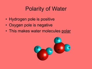 Polarity of Water
• Hydrogen pole is positive
• Oxygen pole is negative
• This makes water molecules polar
 