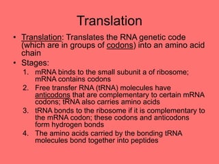 Translation
• Translation: Translates the RNA genetic code
(which are in groups of codons) into an amino acid
chain
• Stages:
1. mRNA binds to the small subunit a of ribosome;
mRNA contains codons
2. Free transfer RNA (tRNA) molecules have
anticodons that are complementary to certain mRNA
codons; tRNA also carries amino acids
3. tRNA bonds to the ribosome if it is complementary to
the mRNA codon; these codons and anticodons
form hydrogen bonds
4. The amino acids carried by the bonding tRNA
molecules bond together into peptides
 
