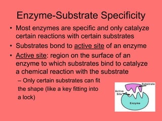 Enzyme-Substrate Specificity
• Most enzymes are specific and only catalyze
certain reactions with certain substrates
• Substrates bond to active site of an enzyme
• Active site: region on the surface of an
enzyme to which substrates bind to catalyze
a chemical reaction with the substrate
– Only certain substrates can fit
the shape (like a key fitting into
a lock)
 