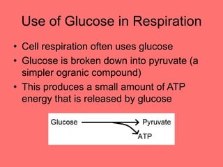 Use of Glucose in Respiration
• Cell respiration often uses glucose
• Glucose is broken down into pyruvate (a
simpler ogranic compound)
• This produces a small amount of ATP
energy that is released by glucose
 