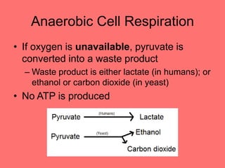Anaerobic Cell Respiration
• If oxygen is unavailable, pyruvate is
converted into a waste product
– Waste product is either lactate (in humans); or
ethanol or carbon dioxide (in yeast)
• No ATP is produced
 