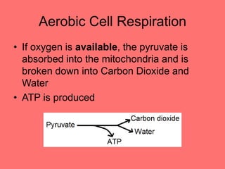 Aerobic Cell Respiration
• If oxygen is available, the pyruvate is
absorbed into the mitochondria and is
broken down into Carbon Dioxide and
Water
• ATP is produced
 