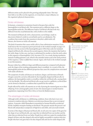 different amino acid is placed in the growing polypeptide chain. This may
have little or no effect on the organism, or it may have a major influence on
the organism’s physical characteristics.
Sickle cell disease
In humans, a mutation is sometimes found in the gene that codes for
haemoglobin in red blood cells. This mutation gives a different shape to the
haemoglobin molecule. The difference leads to red blood cells that look very
different from the usual flattened disc with a hollow in the middle.
The mutated red blood cell, with a characteristic curved shape, made its
discoverers think of a sickle (a curved knife used to cut tall plants). The
condition that results from this mutation is therefore called sickle cell
disease, also known as sickle cell anaemia.
The kind of mutation that causes sickle cells is a base substitution mutation. If you
look back at the two sequences given previously in the worked example on page 123,
the first is for the section of the haemoglobin gene’s DNA that codes for standard-
shaped red blood cells, whereas the second sequence shows the mutation that leads to
the sickle shape. In this case, one base is substituted for another so that the sixth codon
in this sequence of haemoglobin, GAG, becomes GTG. As a result, during translation,
instead of adding glutamic acid, which is the intended amino acid in the sixth position
of the sequence, valine is added there instead. Again, refer back to the worked example
to see this mutation.
Because valine has a different shape and different properties compared with glutamic
acid, the shape of the resulting polypeptide chain is modified. As a result of this, the
haemoglobin molecule has different properties that cause the complications associated
with sickle cell disease.
The symptoms of sickle cell disease are weakness, fatigue, and shortness of breath.
Oxygen cannot be carried as efficiently by the irregularly shaped red blood cells. In
addition, the haemoglobin tends to crystallize within the red blood cells, causing them
to be less flexible. The affected red blood cells can get stuck in capillaries, so blood flow
can be slowed or blocked, a condition that is painful for the sufferer.
People affected by sickle cell anaemia are at risk of passing the mutated gene on to their
offspring. From a demographic point of view, the mutated gene is mostly found in
populations originating from West Africa or from the Mediterranean.
The advantages of sickle cell disease
Although sickle cell disease is a debilitating condition, those who have it are very
resistant to malaria infection. Malaria is an infectious disease that occurs in tropical
regions. A parasite called Plasmodium is transmitted to human blood by an infected
female Anopheles mosquito feeding on the blood. The parasite attacks the person’s red
blood cells and produces symptoms of high fever and chills, and can result in death.
In terms of the shapes of human red blood cells, we all carry two copies of the gene for
the shape of our red blood cells, one copy that we inherited from our mother and the
other that we inherited from our father. People born with two copies for standard disc-
shaped cell have only disc-shaped cells and are highly susceptible to malaria infection.
People who have one gene that is for disc-shaped cells and one for sickle-shaped cells
G
A
G
G
T
G
Three standard, disc-shaped
red blood cells, and one
sickle-shaped cell.
Figure 3.7 A mutation where
base A is replicated by base T;
GAG codes for glutamic acid
and GTG codes for valine.
127
M03_BIO_SB_IBDIP_9045_U03.indd 127 26/09/2014 12:10
 