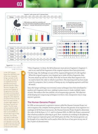 •Once fragment 1 is done, the lab technicians must process fragment 2, fragment 3,
and so on, until all the fragments of the original sequence have been processed.
•At this stage, the challenge is to put all the sequenced fragments of code together.
When the original sequence was chopped up to make all these fragments, they
became mixed up and out of order. Now that we know what their sequences are,
we need to know the order in which to put them. This daunting task has been made
easier by computers, but it consists of lining up any overlapping segments until they
all match.
Since the Sanger technique was invented, many techniques have been developed to
analyse each fragment only once, making it unnecessary to make multiple copies
of each. This reduces the time and the cost of sequencing a genome. The objective
of developing new sequencing techniques is to have a fast, inexpensive way to map
anyone’s genome.
The Human Genome Project
In 1990, an international cooperative venture called the Human Genome Project set
out to sequence the complete human genome. Because the genome of an organism is a
catalogue of all the bases it possesses, the Human Genome Project hoped to determine
the order of all the bases A, T, C, and G in human DNA. In 2003, the Project announced
that it had succeeded in achieving its goal. Now, scientists are working on deciphering
which sequences represent genes and which genes do what. The human genome can
be thought of as a map that can be used to show the locus of any gene on any one of
the 23 pairs of chromosomes.
In the 1997 science
ﬁction ﬁlm GATTACA, one
of the main characters
brings a sample of cells
to a walk-up window at
an establishment that
provides anonymous
genome services. Within
seconds, she gets a full
printout and analysis of
the genome of the man
she wants to know about.
He is not aware that she is
doing this. One objective
of science ﬁction as an art
form is to warn society
of what might happen in
the future if we are not
careful. This ﬁlm raises
serious questions about
how far technology will
lead us and whether or
not we want to go in that
direction. Our society
will need to make some
difﬁcult decisions in the
coming years concerning
our genomes and who has
access to the information
contained within them.
? ? ? ? ? ? ? ? ? ? ? ?Primer
A T C G
Standard free nucleotides
ddA ddT ddGddC
Fluorescently marked chain terminator nucleotides
Fragment 1 with a primer and 12 unknown bases
1. DNA polymerase adds free nucleotides and
one chain terminator nucleotide at random to each copy
of fragment 1. Example: ddG attached to 4th position.
? ? ?Primer ddG
? ?Primer
2. Several copies made of
different lengths ending
in ddG.ddG
? ? ? ? ? ? ? ?Primer ddG
?Primer ddG?
? ? ? ? ? ? ? ?Primer ddG? ? ?
? ? ?Primer ddG
? ?Primer ddG
? ? ? ? ? ? ? ?Primer ddG
?Primer ddG?
? ? ? ? ? ? ? ?Primer ddG? ? ?
? ?
? ?
3. Gel electrophoresis puts the
fragments in order from longest to
shortest. Now we know that there
are Gs in positions 2, 3, 6, 9 and 12.
Primer
G G G G G
Primer
G G G G GC C
Primer
G G G G GC CT T
Primer
G G G G GC CT T A A A
4. The same process is repeated for ddC, ddT and ddA.
5. It is now possible to determine fragment 1’s sequence:
G CG CC C CTTTAA
Figure 3.8 One method of
DNA sequencing is called the
Sanger technique.
130
Genetics03
M03_BIO_SB_IBDIP_9045_U03.indd 130 26/09/2014 12:10
 