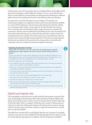 chromosomes carries the same genes, they are not identical because the alleles for the
genes from each parent could be different. In Figure 3.12, we can see that the locus
shown contains different coloured bands, revealing that this individual got a different
allele from his or her mother than from his or her father for this particular gene.
It is important to note that the shapes you see in Figure 3.12 represent two
chromosomes together as a single pair, but that each chromosome has been doubled
as a result of DNA replication. Chromosomes only look like this when the cell they
are in is getting ready to divide. At this stage, the two blue-banded zones are part
of two connected sister chromatids forming a single chromosome attached at the
centromere. Likewise, the two red-banded zones belong to two sister chromatids. Each
chromatid includes the long arm as well as the short arm (the one that contains the
coloured bands in this example). This will be important to remember later, when we
watch the sister chromatids split during cell division. When the chromatids separate,
they become two identical chromosomes. But as long as they are attached at the
centromere, they are considered to be part of a single chromosome.
Examining chromosomes in root tips
*Safety alerts: The chemicals in this lab, as well as the risk of breaking glass during the
squashing process, require vigilance and caution. Ask your teacher what precautions to
consider.*
There are two options for doing this lab, depending on time and materials available. You can
either prepare your own root tip squashes from plant material grown in the laboratory, or you
can examine pre-made root tip preparations from a laboratory supply company.
For the ﬁrst option, carry out the following.
• Over a beaker full of water, suspend a plant that will produce roots in the water, for example
garlic, onion, or potato. Use toothpicks to support it.
• Leave it for 2–5 days until little white roots have pushed their way down into the water. Top
up the water periodically if it gets low.
• Cut off the roots and place them ﬁrst into ethanoic acid for 10 min, then into 1 M HCl for 10
min, then rinse them with water.
• Cut off 2mm of the tips, and place these segments on a microscope slide.
• Stain them with orcein, allowing it to soak in for a few minutes.
• To spread the cells out on the slide, use a mounted needle.
• Place a cover slip over the root tips, and place several layers of paper towel over the slide
and cover slip. Push down ﬁrmly to squash the tissue.
• If you have the time and materials, you can compare the chromosomes in your root tips with
professionally prepared slides.
Diploid and haploid cells
The term diploid is used to describe a nucleus that has chromosomes organized into
pairs of homologous chromosomes. Most cells in the human body are diploid cells,
and in such cells the nucleus contains a set of 23 chromosomes from the mother and
23 from the father. There is a category of cells that only contain 23 chromosomes in
total: the sex cells, also called gametes. Because the chromosomes in sperm and egg
cells do not come in pairs, but rather only have a single chromosome from each pair,
they are said to be haploid.
The adult form of animal cells is rarely haploid, but there are exceptions, for example
male bee, wasp, and ant cells are haploid. Generally speaking, the vast majority of cells
in sexually reproducing organisms are diploid, and only the gametes are haploid.
137
M03_BIO_SB_IBDIP_9045_U03.indd 137 26/09/2014 12:10
 