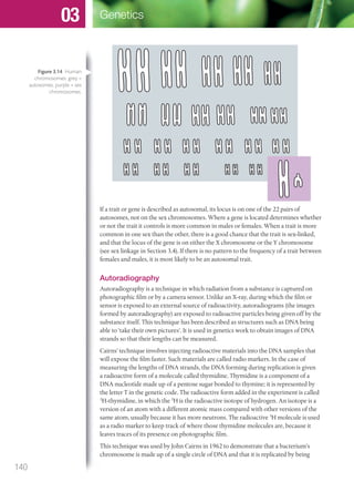 If a trait or gene is described as autosomal, its locus is on one of the 22 pairs of
autosomes, not on the sex chromosomes. Where a gene is located determines whether
or not the trait it controls is more common in males or females. When a trait is more
common in one sex than the other, there is a good chance that the trait is sex-linked,
and that the locus of the gene is on either the X chromosome or the Y chromosome
(see sex linkage in Section 3.4). If there is no pattern to the frequency of a trait between
females and males, it is most likely to be an autosomal trait.
Autoradiography
Autoradiography is a technique in which radiation from a substance is captured on
photographic film or by a camera sensor. Unlike an X-ray, during which the film or
sensor is exposed to an external source of radioactivity, autoradiograms (the images
formed by autoradiography) are exposed to radioactive particles being given off by the
substance itself. This technique has been described as structures such as DNA being
able to ‘take their own pictures’. It is used in genetics work to obtain images of DNA
strands so that their lengths can be measured.
Cairns’ technique involves injecting radioactive materials into the DNA samples that
will expose the film faster. Such materials are called radio markers. In the case of
measuring the lengths of DNA strands, the DNA forming during replication is given
a radioactive form of a molecule called thymidine. Thymidine is a component of a
DNA nucleotide made up of a pentose sugar bonded to thymine; it is represented by
the letter T in the genetic code. The radioactive form added in the experiment is called
3
H-thymidine, in which the 3
H is the radioactive isotope of hydrogen. An isotope is a
version of an atom with a different atomic mass compared with other versions of the
same atom, usually because it has more neutrons. The radioactive 3
H molecule is used
as a radio marker to keep track of where those thymidine molecules are, because it
leaves traces of its presence on photographic film.
This technique was used by John Cairns in 1962 to demonstrate that a bacterium’s
chromosome is made up of a single circle of DNA and that it is replicated by being
Figure 3.14 Human
chromosomes: grey =
autosomes, purple = sex
chromosomes.
140
Genetics03
M03_BIO_SB_IBDIP_9045_U03.indd 140 26/09/2014 12:11
 