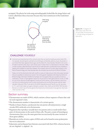 unzipped. The photos he took using autoradiography looked like the image below, and
Cairns called them theta structures because they were reminiscent of the Greek letter
theta (θ).
DNA being
unzipped
one strand of
DNA being
pulled away
from the other
two strands of
the DNA that
have not been
unzipped yet
CHALLENGE YOURSELF
5 Scientists have long dreamed of the moment when they can see the mysterious secret code of life.
For example, discovering the code behind something as wonderfully useful as insulin, the protein in
your blood that helps regulate blood sugar, was the dream for many decades. Wouldn’t it be nice to
be able to read the code, copy it, and use the copy to make insulin in a laboratory? In the early 1980s,
a small company called Genentech was the ﬁrst to make laboratory-synthesized insulin available to
patients who needed it to treat their diabetes. The company went on to many other projects in the
ﬁeld of biotechnology and, three decades later, the company was worth tens of billions of dollars.
Today, a lot of the discoveries that took months or years to make are just a few clicks away, because
they are available for everyone to consult. The online genetic database at the National Center for
Biotechnology Information (NCBI), for example, has many genes that you yourself can look up.
Interested in insulin or haemoglobin? Search for those words or their genes (INS for insulin or HBB
for one of the subunits of haemoglobin). At the end of this section, use the hotlinks to see if you
can ﬁnd out at what position and on what chromosome you can ﬁnd the secret code for these
valuable molecules of life. If you ask for the FASTA data (pronounced ‘Fast A’), you can see every
A, T, C, and G that makes up a gene coding for a protein. Also, check out the NCBI 1000 Genome
Browser, an online map of human genes chromosome by chromosome. If you get lost, they have
video tutorials to help.
Section summary
•Chromosomes are made of DNA, which contains a linear sequence of bases that code
for each organism’s traits.
•The chromosome number is characteristic of a certain species.
•Thanks to binary fission, a prokaryote has one parent cell and possesses a single
circular DNA molecule as its chromosome.
•Organisms that reproduce sexually have two parents and as a result tend to have
pairs of chromosomes in the nuclei of their cells. The pairs consist of homologous
chromosomes that carry the same genes but not necessarily the same versions of
those genes (alleles).
•Plasmids are circles of extra copies of DNA and can be found in some prokaryotes
but not in eukaryotes.
•Eukaryotes and archaeans have histones associated with their DNA, whereas bacteria
do not. Haploid = n, diploid = 2n.
Figure 3.15 A diagram of
what Cairns saw when the
circular DNA chromosome of
E. coli was being unzipped for
replication.
141
M03_BIO_SB_IBDIP_9045_U03.indd 141 26/09/2014 12:11
 