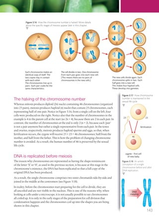 The halving of the chromosome number
Whereas mitosis produces diploid (2n) nuclei containing 46 chromosomes (organized
into 23 pairs), meiosis produces haploid (n) nuclei that contain 23 chromosomes, each
representing half of one pair. Notice in Figure 3.16, from a single cell on the left, four
cells were produced on the right. Notice also that the number of chromosomes in the
example is 4 in the parent cell at the start (so 2n = 4), because there are 2 in each pair. In
contrast, the number of chromosomes at the end is only 2 (n = 2), because each ‘pair’
is not a pair anymore but rather a single representative from each pair. In the testes
and ovaries, respectively, meiosis produces haploid sperms and eggs, so that, when
fertilization occurs, the zygote will receive 23 + 23 = 46 chromosomes; half from the
mother, and half from the father. This is how the problem of changing chromosome
number is avoided. As a result, the human number of 46 is preserved by the sexual
life cycle.
DNA is replicated before meiosis
The reason why chromosomes are represented as having the shape reminiscent
of the letter ‘X’ or ‘H’, as used in the previous section, is because at this stage in the
chromosome’s existence, the DNA has been replicated so that a full copy of the
original DNA has been produced.
As a result, the single chromosome comprises two sister chromatids side-by-side and
joined in the middle at the centromere (see Figure 3.18).
In reality, before the chromosomes start preparing for the cell to divide, they are
all uncoiled and are not visible in the nucleus. This is one of the reasons why, when
looking at cells under a microscope, it is not usually possible to see chromosomes
all coiled up. It is only in the early stages of the preparation for cell division that
condensation happens and the chromosomes coil up into the shapes you are being
shown in this chapter.
F
c
M
st
th
46
23 23
fertilization
zygote – ﬁrst cell
of new baby
DNA
copying
Figure 3.18 An artist’s
conception of a single
chromosome before and after
DNA replication.
Each chromosome makes an
identical copy of itself. The
two copies stay in contact
with each other.
The chromosomes line up in
pairs. Each pair codes for the
same characteristics.
The new cells divide again. Each
chromosome splits in two. Each
half goes into a new cell.
This makes four haploid cells.
These develop into gametes.
The cell divides in two. One chromosome
from each pair goes into each new cell.
(This means there are no pairs of
chromosomes in the new cells.)
Figure 3.17 How chromosome
number is maintained in the
sexual life cycle.
Figure 3.16 How the chromosome number is halved. More details
about the speciﬁc stages of meiosis appear later in this chapter.
143
M03_BIO_SB_IBDIP_9045_U03.indd 143 26/09/2014 12:11
 
