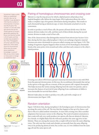 Pairing of homologous chromosomes and crossing over
Meiosis is a step-by-step process by which a diploid parent cell produces four
haploid daughter cells. Before the steps begin, DNA replication allows the cell to
make a complete copy of its genetic information during interphase. This results in
each chromatid having an identical copy, or sister chromatid, attached to it at the
centromere.
In order to produce a total of four cells, the parent cell must divide twice: the first
meiotic division makes two cells, and then each of these divides during the second
meiotic division to make a total of four cells.
One of the characteristics that distinguishes meiosis from mitosis (see Section 1.6) is
that, during the first step, called prophase I, there is an exchange of genetic material
between non-sister chromatids in a process called crossing over (see Figure 3.19). This
trading of segments of genes happens when sections of two homologous chromatids
break at the same point, twist around each other, and then each connects to the other’s
initial position.
Crossing over allows DNA from a person’s maternal chromosomes to mix with DNA
from the paternal chromosomes. In this way, the recombinant chromatids that end up
in the sperm or the egg cells are a mosaic of the two parent cells’ original chromatids.
This helps increase the variety among offspring from the same two parents, and so
increases the chances of survival of some offspring if one combination of alleles is
more favourable for survival than others.
Meiosis I takes place in order to produce two cells, each with a single set of
chromosomes (see Figure 3.20).
Random orientation
Figure 3.20 shows that, during metaphase I, the homolgous pairs of chromosomes line
up along the centre of the cell. The way that they happen to line up is by chance, and
that is why it is called random orientation. As seen with crossing over, this is another
adaptation that increases variety in the offspring. The result of random orientation is
that a male will only very rarely produce two sperm cells that are identical. Likewise,
for a female, it is highly likely that she will never produce the same egg twice in her
lifetime. These are among the reasons why a couple will never have the same offspring
twice. The only way that a male and a female can naturally have the same offspring
twice is by producing identical twins, but, in this case, it is two children from the same
egg cell and the same sperm cell.
Figure 3.19 Crossing
over occurring in a
pair of homologous
chromosomes.
Sometimes it takes a while
before an established
scientiﬁc idea can be
modiﬁed. It was decided in
1922 that the number of
chromosomes in humans
was 48 (24 pairs). This
number is in line with other
ape species that are the
closest species to humans,
genetically speaking. We
know now that the number
is 46 (23 pairs), and that
number was accepted in
the 1950s. Photographs
of human cells from long
before the 1950s clearly
show 46 chromosomes.
What does this reveal
about established
knowledge in science?
Why do you think it takes
so many years to change
an established idea?
Figure 3.20 The stages of
meiosis I.
pair of
homologous
chromosomes
prophase I
metaphase I
cell’s
equator
anaphase I
telophase I
144
Genetics03
M03_BIO_SB_IBDIP_9045_U03.indd 144 26/09/2014 12:11
 