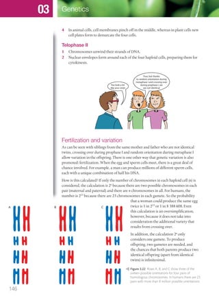 4 In animal cells, cell membranes pinch off in the middle, whereas in plant cells new
cell plates form to demarcate the four cells.
Telophase II
1 Chromosomes unwind their strands of DNA.
2 Nuclear envelopes form around each of the four haploid cells, preparing them for
cytokinesis.
You look a lot
like your sister
True, but thanks
to random orientation during
metaphase I and crossing over
during prophase I, we
are not identical
Fertilization and variation
As can be seen with siblings from the same mother and father who are not identical
twins, crossing over during prophase I and random orientation during metaphase I
allow variation in the offspring. There is one other way that genetic variation is also
promoted: fertilization. When the egg and sperm cells meet, there is a great deal of
chance involved. For example, a man can produce millions of different sperm cells,
each with a unique combination of half his DNA.
How is this calculated? If only the number of chromosomes in each haploid cell (n) is
considered, the calculation is 2n
because there are two possible chromosomes in each
pair (maternal and paternal) and there are n chromosomes in all. For humans, the
number is 223
because there are 23 chromosomes in each gamete. So the probability
that a woman could produce the same egg
twice is 1 in 223
or 1 in 8 388 608. Even
this calculation is an oversimplification,
however, because it does not take into
consideration the additional variety that
results from crossing over.
In addition, the calculation 2n
only
considers one gamete. To produce
offspring, two gametes are needed, and
the chances that both parents produce two
identical offspring (apart from identical
twins) is infinitesimal.
A B C
Figure 3.22 Rows A, B, and C show three of the
sixteen possible orientations for four pairs of
homologous chromosomes. In humans there are 23
pairs with more than 8 million possible orientations.
146
Genetics03
M03_BIO_SB_IBDIP_9045_U03.indd 146 26/09/2014 12:11
 