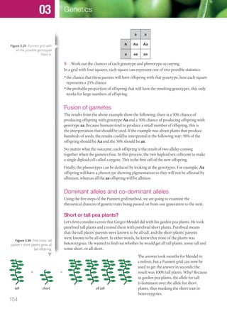 a a
A Aa Aa
a aa aa
5 Work out the chances of each genotype and phenotype occurring.
In a grid with four squares, each square can represent one of two possible statistics:
•the chance that these parents will have offspring with that genotype, here each square
represents a 25% chance
•the probable proportion of offspring that will have the resulting genotypes, this only
works for large numbers of offspring.
Fusion of gametes
The results from the above example show the following: there is a 50% chance of
producing offspring with genotype Aa and a 50% chance of producing offspring with
genotype aa. Because humans tend to produce a small number of offspring, this is
the interpretation that should be used. If the example was about plants that produce
hundreds of seeds, the results could be interpreted in the following way: 50% of the
offspring should be Aa and the 50% should be aa.
No matter what the outcome, each offspring is the result of two alleles coming
together when the gametes fuse. In this process, the two haploid sex cells join to make
a single diploid cell called a zygote. This is the first cell of the new offspring.
Finally, the phenotypes can be deduced by looking at the genotypes. For example, Aa
offspring will have a phenotype showing pigmentation so they will not be affected by
albinism, whereas all the aa offspring will be albinos.
Dominant alleles and co-dominant alleles
Using the five steps of the Punnett grid method, we are going to examine the
theoretical chances of genetic traits being passed on from one generation to the next.
Short or tall pea plants?
Let’s first consider a cross that Gregor Mendel did with his garden pea plants. He took
purebred tall plants and crossed them with purebred short plants. Purebred means
that the tall plants’ parents were known to be all tall, and the short plants’ parents
were known to be all short. In other words, he knew that none of the plants was
heterozygous. He wanted to find out whether he would get all tall plants, some tall and
some short, or all short.
The answer took months for Mendel to
confirm, but a Punnett grid can now be
used to get the answer in seconds: the
result was 100% tall plants. Why? Because
in garden pea plants, the allele for tall
is dominant over the allele for short
plants, thus masking the short trait in
heterozygotes.
tall
ϫ
short
ϭ
all tall
Figure 3.30 First cross: tall
parent × short parent gives all
tall offspring.
Figure 3.29 Punnett grid with
all the possible genotypes
ﬁlled in.
154
Genetics03
M03_BIO_SB_IBDIP_9045_U03.indd 154 26/09/2014 12:11
 
