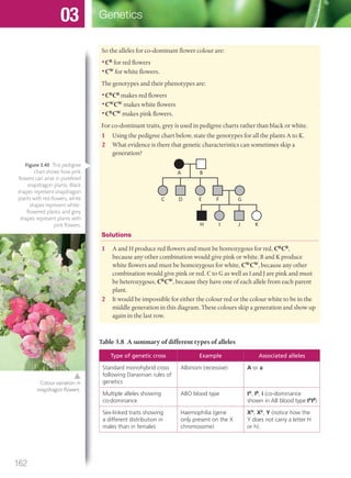 So the alleles for co-dominant flower colour are:
•CR
for red flowers
•CW
for white flowers.
The genotypes and their phenotypes are:
•CR
CR
makes red flowers
•CW
CW
makes white flowers
•CR
CW
makes pink flowers.
For co-dominant traits, grey is used in pedigree charts rather than black or white.
1 Using the pedigree chart below, state the genotypes for all the plants A to K.
2 What evidence is there that genetic characteristics can sometimes skip a
generation?
A
C
H I J K
D E F G
B
Solutions
1 A and H produce red flowers and must be homozygous for red, CR
CR
,
because any other combination would give pink or white. B and K produce
white flowers and must be homozygous for white, CW
CW
, because any other
combination would give pink or red. C to G as well as I and J are pink and must
be heterozygous, CR
CW
, because they have one of each allele from each parent
plant.
2 It would be impossible for either the colour red or the colour white to be in the
middle generation in this diagram. These colours skip a generation and show up
again in the last row.
Colour variation in
snapdragon ﬂowers.
Table 3.8 A summary of different types of alleles
Type of genetic cross Example Associated alleles
Standard monohybrid cross
following Darwinian rules of
genetics
Albinism (recessive) A or a
Multiple alleles showing
co-dominance
ABO blood type IA
, IB
, i (co-dominance
shown in AB blood type IA
IB
)
Sex-linked traits showing
a different distribution in
males than in females
Haemophilia (gene
only present on the X
chromosome)
XH
, Xh
, Y (notice how the
Y does not carry a letter H
or h).
Figure 3.40 This pedigree
chart shows how pink
ﬂowers can arise in purebred
snapdragon plants. Black
shapes represent snapdragon
plants with red ﬂowers, white
shapes represent white-
ﬂowered plants, and grey
shapes represent plants with
pink ﬂowers.
162
Genetics03
M03_BIO_SB_IBDIP_9045_U03.indd 162 26/09/2014 12:12
 