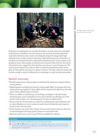 Ecologists are studying the area around Chernobyl to see how nature has responded
to the presence of radiation. In some instances, the scientists have been pleasantly
surprised to find that nature seems to be doing fine despite the dangerously high
radiation levels. In other instances, they have confirmed the presence of mutations in
the plants and animals that have colonized the abandoned zone. Cancer studies in the
peripheral zones where people are allowed to live, beyond 30 km from the shut-down
Chernobyl reactor, suggest that there has been an increase in cancer frequencies. The
nuclear power industry has made an effort to isolate the abandoned nuclear power
plant at Chernobyl by encasing it in a dome of cement. The hope is that the cement will
be thick enough to stop the radiation from continuing to escape into the environment.
Section summary
•Mendel’s experiments with pea plants revealed that the inheritance of genes follows
certain patterns.
•Haploid gametes resulting from meiosis contain single alleles of each gene that were
separated during anaphase II. These alleles will be reunited with alleles from the other
parent when a diploid zygote is formed.
•When two alleles are matched up, several things can happen to the phenotype:
dominant genes can be masked by recessive genes thereby not allowing one of the
parent’s traits to show, or co-dominant genes can have an additive effect.
•Genes on the sex chromosomes are said to be sex-linked genes and conditions such
as colour-blindness are more common in males than in females because its gene is
found on the X chromosome.
•Genes found on any of the other 22 pairs of autosomal chromosomes are referred to
as autosomal genes and many genetic diseases are autosomal traits.
•Mutations and cancers can be caused if DNA is modified by radiation.
Exercises
11 Explain why more men are affected by colour blindness than women.
12 Using the CR
and CW
alleles for co-dominance in snapdragon flower colour, show how two plants
could have some white-flowered offspring, some pink-flowered offspring, and some red-flowered
offspring within one generation.
Ecology experts studying the
area around Chernobyl.
165
M03_BIO_SB_IBDIP_9045_U03.indd 165 26/09/2014 12:12
 