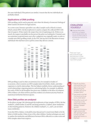 the same individual. If the patterns are similar, it means that the two individuals are
probably related.
Applications of DNA profiling
DNA profiling can be used in paternity suits when the identity of someone’s biological
father needs to be known for legal reasons.
At a crime scene, forensics specialists can collect samples such as blood or semen,
which contain DNA. Gel electrophoresis is used to compare the collected DNA with
that of suspects. If they match, the suspect has a lot of explaining to do. If there is no
match, the suspect is probably not the person the police are looking for. Criminal cases
are sometimes reopened many years after a judgment was originally made, in order to
consider new DNA profiling results. In the USA, this has led to the liberation of many
individuals who had been sent to jail for crimes they did not commit.
suspect1
suspect2
suspect3
suspect4
suspect5
bloodstain
suspect6
DNA profiling is used in other circumstances too, for example in studies of
ecosystems, when scientists use DNA samples taken from birds, whales, and other
organisms to clarify relationships. This has helped establish a better understanding of
social relationships, migrating patterns, and nesting habits, for example. In addition,
the study of DNA in the biosphere has given new credibility to the ideas of evolution:
DNA evidence can often reinforce previous evidence of common ancestry based on
anatomical similarities between species.
How DNA profiles are analysed
In the photo on page 168, showing gel electrophoresis of nine samples of DNA, the line
marked C2 (child number 2) and the one being pointed to, F (father), show similarities
in their banding patterns. However, the children marked C1, C3, and C4 do not show
many similarities.
From this DNA evidence, it should be clear that person F is much more likely to be the
father of child number 2 than of any of the other children. Similar techniques are used
to analyse the similarities and differences between DNA collected at a crime scene and
DNA samples taken from suspects.
CHALLENGE
YOURSELF
12 Using the DNA proﬁles
below from six suspects,
can you identify which one
matches the DNA proﬁle of
the blood stain found at the
crime scene?
• How do you think a
child would feel if she
were to ﬁnd out from
DNA proﬁling that
her father was not her
biological father?
• How would a man feel
if he found out he was
not his child’s father?
• What effect would such
a result have on the
relationships between
siblings or between
spouses?
• What kind of emotions
might someone feel
after spending 18 years
in prison, and then
being freed thanks to a
DNA test?
These seven tracks
were produced by gel
electrophoresis to allow
investigators to analyse and
match DNA samples.
169
M03_BIO_SB_IBDIP_9045_U03.indd 169 26/09/2014 12:12
 