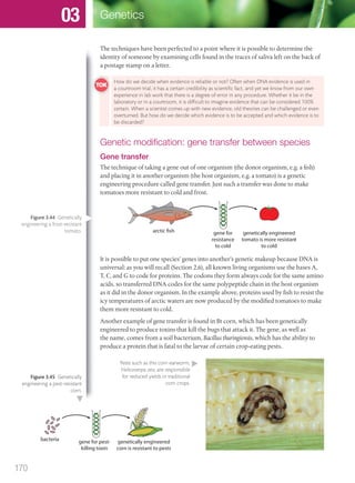 The techniques have been perfected to a point where it is possible to determine the
identity of someone by examining cells found in the traces of saliva left on the back of
a postage stamp on a letter.
Genetic modiﬁcation: gene transfer between species
Gene transfer
The technique of taking a gene out of one organism (the donor organism, e.g. a fish)
and placing it in another organism (the host organism, e.g. a tomato) is a genetic
engineering procedure called gene transfer. Just such a transfer was done to make
tomatoes more resistant to cold and frost.
arctic fish gene for
resistance
to cold
genetically engineered
tomato is more resistant
to cold
It is possible to put one species’ genes into another’s genetic makeup because DNA is
universal: as you will recall (Section 2.6), all known living organisms use the bases A,
T, C, and G to code for proteins. The codons they form always code for the same amino
acids, so transferred DNA codes for the same polypeptide chain in the host organism
as it did in the donor organism. In the example above, proteins used by fish to resist the
icy temperatures of arctic waters are now produced by the modified tomatoes to make
them more resistant to cold.
Another example of gene transfer is found in Bt corn, which has been genetically
engineered to produce toxins that kill the bugs that attack it. The gene, as well as
the name, comes from a soil bacterium, Bacillus thuringiensis, which has the ability to
produce a protein that is fatal to the larvae of certain crop-eating pests.
bacteria gene for pest-
killing toxin
genetically engineered
corn is resistant to pests
How do we decide when evidence is reliable or not? Often when DNA evidence is used in
a courtroom trial, it has a certain credibility as scientiﬁc fact, and yet we know from our own
experience in lab work that there is a degree of error in any procedure. Whether it be in the
laboratory or in a courtroom, it is difﬁcult to imagine evidence that can be considered 100%
certain. When a scientist comes up with new evidence, old theories can be challenged or even
overturned. But how do we decide which evidence is to be accepted and which evidence is to
be discarded?
Pests such as this corn earworm,
Helicoverpa zea, are responsible
for reduced yields in traditional
corn crops.
Figure 3.45 Genetically
engineering a pest-resistant
corn.
Figure 3.44 Genetically
engineering a frost-resistant
tomato.
170
Genetics03
M03_BIO_SB_IBDIP_9045_U03.indd 170 26/09/2014 12:12
 