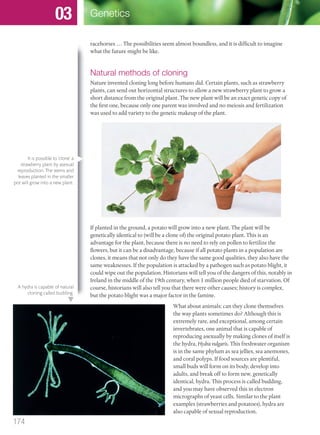 racehorses … The possibilities seem almost boundless, and it is difficult to imagine
what the future might be like.
Natural methods of cloning
Nature invented cloning long before humans did. Certain plants, such as strawberry
plants, can send out horizontal structures to allow a new strawberry plant to grow a
short distance from the original plant. The new plant will be an exact genetic copy of
the first one, because only one parent was involved and no meiosis and fertilization
was used to add variety to the genetic makeup of the plant.
If planted in the ground, a potato will grow into a new plant. The plant will be
genetically identical to (will be a clone of) the original potato plant. This is an
advantage for the plant, because there is no need to rely on pollen to fertilize the
flowers, but it can be a disadvantage, because if all potato plants in a population are
clones, it means that not only do they have the same good qualities, they also have the
same weaknesses. If the population is attacked by a pathogen such as potato blight, it
could wipe out the population. Historians will tell you of the dangers of this, notably in
Ireland in the middle of the 19th century, when 1 million people died of starvation. Of
course, historians will also tell you that there were other causes; history is complex,
but the potato blight was a major factor in the famine.
What about animals: can they clone themselves
the way plants sometimes do? Although this is
extremely rare, and exceptional, among certain
invertebrates, one animal that is capable of
reproducing asexually by making clones of itself is
the hydra, Hydra vulgaris. This freshwater organism
is in the same phylum as sea jellies, sea anemones,
and coral polyps. If food sources are plentiful,
small buds will form on its body, develop into
adults, and break off to form new, genetically
identical, hydra. This process is called budding,
and you may have observed this in electron
micrographs of yeast cells. Similar to the plant
examples (strawberries and potatoes), hydra are
also capable of sexual reproduction.
It is possible to ‘clone’ a
strawberry plant by asexual
reproduction. The stems and
leaves planted in the smaller
pot will grow into a new plant.
A hydra is capable of natural
cloning called budding.
174
Genetics03
M03_BIO_SB_IBDIP_9045_U03.indd 174 26/09/2014 12:13
 