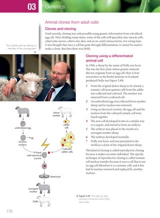 Animal clones from adult cells
Clones and cloning
Until recently, cloning was only possible using genetic information from a fertilized
egg cell. After dividing many times, some of the cells will specialize into muscle cells,
others into nerves, others into skin, and so on, until a foetus forms. For a long time,
it was thought that once a cell has gone through differentiation, it cannot be used to
make a clone. But then there was Dolly.
Figure 3.49 The step-by-step
process of how the clone Dolly
was made.
donor
mother
unfertilized egg
remove
nucleus
udder
cell
fused
with electrical
current
cultured
udder cells
blastocyst
surrogate
mother
Dolly
Cloning using a differentiated
animal cell
In 1996, a sheep by the name of Dolly was born.
She was the first clone whose genetic material
did not originate from an egg cell. Here is how
researchers at the Roslin Institute in Scotland
produced Dolly (see Figure 3.49).
1 From the original donor sheep to be cloned, a
somatic cell (non-gamete cell) from the udder
was collected and cultured. The nucleus was
removed from a cultured cell.
2 An unfertilized egg was collected from another
sheep and its nucleus was removed.
3 Using an electrical current, the egg cell and the
nucleus from the cultured somatic cell were
fused together.
4 The new cell developed in vitro in a similar way
to a zygote, and started to form an embryo.
5 The embryo was placed in the womb of a
surrogate mother sheep.
6 The embryo developed normally.
7 Dolly was born, and was presented to the
world as a clone of the original donor sheep.
This kind of cloning is called reproductive cloning
because it makes an entire individual. The specific
technique of reproductive cloning is called somatic
cell nuclear transfer, because it uses a cell that is not
an egg cell (therefore it is a somatic cell), and it has
had its nucleus removed and replaced by another
nucleus.
This is Dolly with Ian Wilmut, a
member of her cloning team.
176
Genetics03
M03_BIO_SB_IBDIP_9045_U03.indd 176 26/09/2014 12:13
 