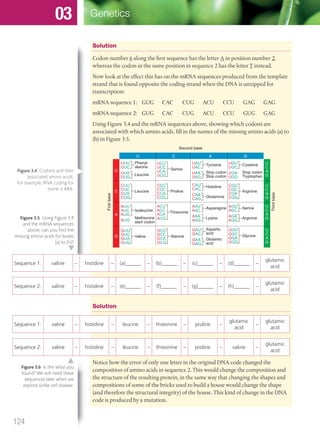 Solution
Codon number 6 along the first sequence has the letter A in position number 2,
whereas the codon in the same position in sequence 2 has the letter T instead.
Now look at the effect this has on the mRNA sequences produced from the template
strand that is found opposite the coding strand when the DNA is unzipped for
transcription:
mRNA sequence 1: GUG CAC CUG ACU CCU GAG GAG
mRNA sequence 2: GUG CAC CUG ACU CCU GUG GAG
Using Figure 3.4 and the mRNA sequences above, showing which codons are
associated with which amino acids, fill in the names of the missing amino acids (a) to
(h) in Figure 3.5.
UUU
UUC
Phenyl-
alanine
UUA
UUG
Leucine
UAU
UAC
Tyrosine
Second base
Firstbase
Thirdbase
UAA
UAG
Stop codon
Stop codon
UGU
UGC
Cysteine
UGA
UGG
Stop codon
Tryptophan
AAU
AAC
Asparagine
AAA
AAG
Lysine
AGU
AGC
Serine
AGA
AGG
Arginine
CAU
CAC
Histidine
CAA
CAG
Glutamine
GAU
GAC
Aspartic
acid
GAA
GAG
Glutamic
acid
CUU
CUC
CUA
CUG
Leucine
UCU
UCC
UCA
UCG
Serine
CCU
CCC
CCA
CCG
Proline
CGU
CGC
CGA
CGG
Arginine
GGU
GGC
GGA
GGG
Glycine
ACU
ACC
ACA
ACG
Threonine
GCU
GCC
GCA
GCG
Alanine
GUU
GUC
GUA
GUG
Valine
AUU
AUC
AUA
AUG
Isoleucine
Methionine
start codon
U
U C A G
C
A
G
U
C
A
G
U
C
A
G
U
C
A
G
U
C
A
G
Sequence 1: valine – histidine – (a)______ – (b)______ – (c)______ – (d)______ –
glutamic
acid
Sequence 2: valine – histidine – (e)______ – (f)______ – (g)______ – (h)______ –
glutamic
acid
Solution
Sequence 1: valine – histidine – leucine – threonine – proline –
glutamic
acid
–
glutamic
acid
Sequence 2: valine – histidine – leucine – threonine – proline – valine –
glutamic
acid
Notice how the error of only one letter in the original DNA code changed the
composition of amino acids in sequence 2. This would change the composition and
the structure of the resulting protein, in the same way that changing the shapes and
compositions of some of the bricks used to build a house would change the shape
(and therefore the structural integrity) of the house. This kind of change in the DNA
code is produced by a mutation.
Figure 3.5 Using Figure 3.4
and the mRNA sequences
above, can you ﬁnd the
missing amino acids for boxes
(a) to (h)?
Figure 3.6 Is this what you
found? We will need these
sequences later when we
explore sickle cell disease.
Figure 3.4 Codons and their
associated amino acids.
For example, RNA coding for
lysine is AAA.
124
Genetics03
M03_BIO_SB_IBDIP_9045_U03.indd 124 26/09/2014 12:09
 