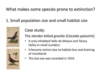 What makes some species prone to extinction?
1. Small population size and small habitat size
Case study:
The slender-billed grackle (Cassidix palustris)
• It only inhabited Valle de Mexico and Toluca
Valley in small numbers
• It became extinct due to habitat loss and draining
of marshland
• The last one was recorded in 1910
 