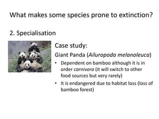 What makes some species prone to extinction?
2. Specialisation
Case study:
Giant Panda (Ailuropoda melanoleuca)
• Dependent on bamboo although it is in
order carnivora (it will switch to other
food sources but very rarely)
• It is endangered due to habitat loss (loss of
bamboo forest)
 