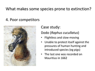 What makes some species prone to extinction?
4. Poor competitors
Case study:
Dodo (Raphus cucullatus)
• Flightless and slow-moving
• Unable to protect itself against the
pressures of human hunting and
introduced species (eg pigs)
• The last one was recorded on
Mauritius in 1662
 