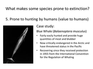 What makes some species prone to extinction?
5. Prone to hunting by humans (value to humans)
Case study:
Blue Whale (Balaenoptera musculus)
• Fairly easily hunted and provide huge
quantities of meat and blubber
• Now critically endangered in the Arctic and
have threatened status in the Pacific
• Recovering since they received protection
in 1955 from the International Convention
for the Regulation of Whaling
 
