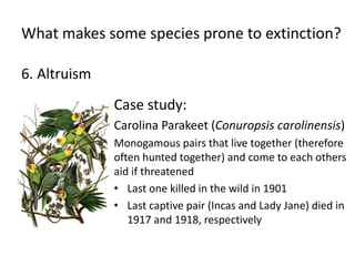 What makes some species prone to extinction?
6. Altruism
Case study:
Carolina Parakeet (Conuropsis carolinensis)
Monogamous pairs that live together (therefore
often hunted together) and come to each others
aid if threatened
• Last one killed in the wild in 1901
• Last captive pair (Incas and Lady Jane) died in
1917 and 1918, respectively
 