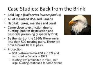 Case Studies: Back from the Brink
• Bald Eagle (Haliaeetus leucocephalus)
• All of mainland USA and Canada
• Habitat: Lakes, marshes and coast
• Came close to extinction due to
hunting, habitat destruction and
pesticide poisoning (especially DDT)
• By the start of the 1960s there were
less than 500 nesting pairs. There are
now around 10 000 pairs
• Protection:
– DDT outlawed in the USA in 1972 and
restricted in Canada in 1973
– Hunting was prohibited in 1940, but
ilegal hunting continued to some extent
 