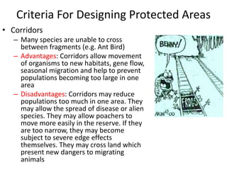 Criteria For Designing Protected Areas
• Corridors
– Many species are unable to cross
between fragments (e.g. Ant Bird)
– Advantages: Corridors allow movement
of organisms to new habitats, gene flow,
seasonal migration and help to prevent
populations becoming too large in one
area
– Disadvantages: Corridors may reduce
populations too much in one area. They
may allow the spread of disease or alien
species. They may allow poachers to
move more easily in the reserve. If they
are too narrow, they may become
subject to severe edge effects
themselves. They may cross land which
present new dangers to migrating
animals
 